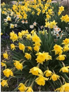 Daffodils photo of flowers